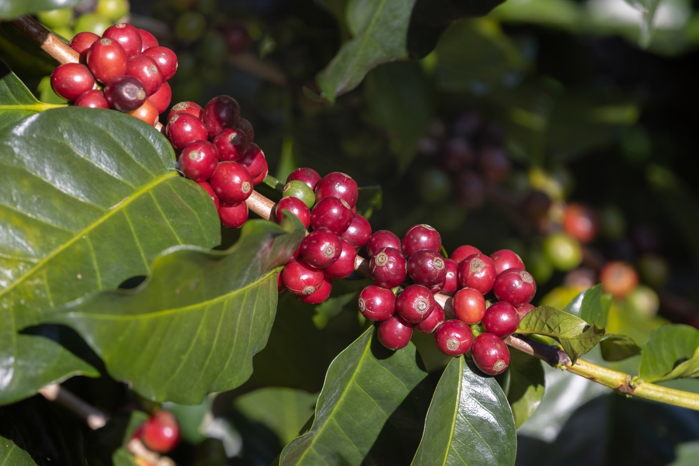 Arabicas Coffee Beans On A Branch