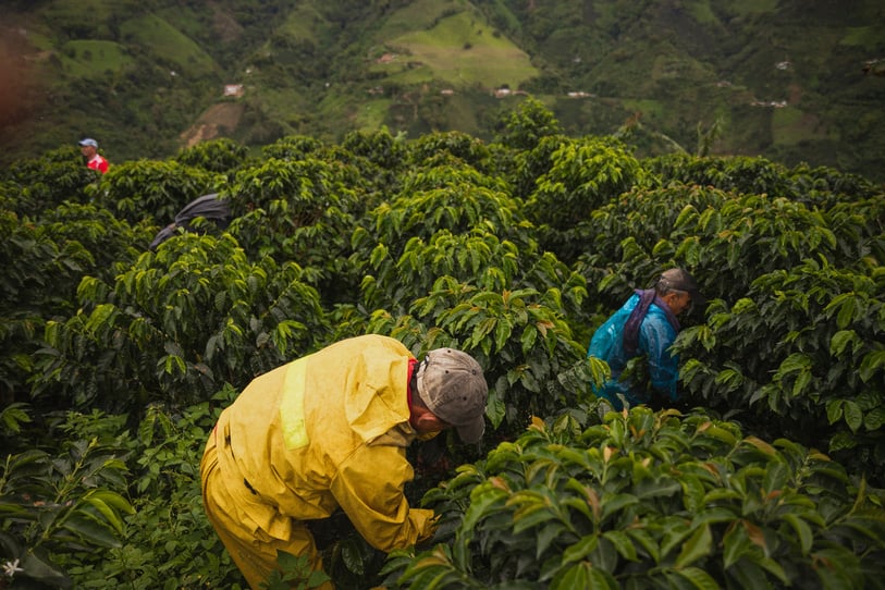 Farmers in a Coffee Farm 